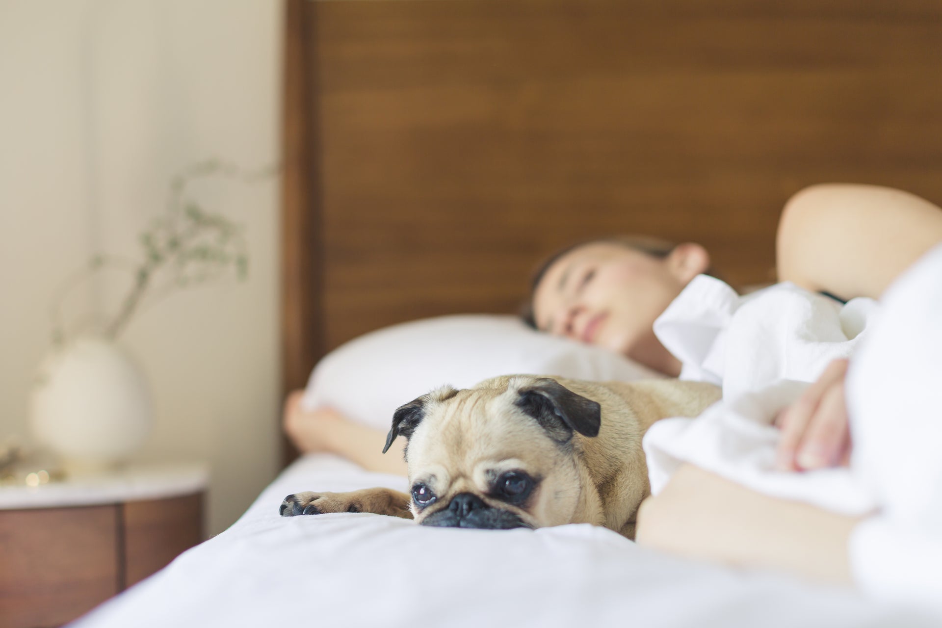Load video: Mattress and lifestyle for back by Spinecare specialist